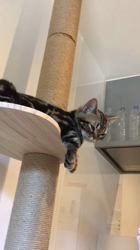 谷口久美子ブリーダーからお迎えしたアメリカンショートヘア：ナツくん