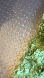 谷口久美子ブリーダーからお迎えしたアメリカンショートヘア：メグルくん