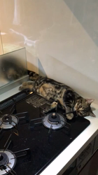 谷口久美子ブリーダーからお迎えしたアメリカンショートヘア：メグルくん