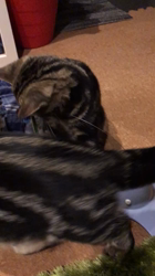 谷口久美子ブリーダーからお迎えしたアメリカンショートヘア：メグルくん