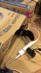 谷口久美子ブリーダーからお迎えしたアメリカンショートヘア：ナツくん