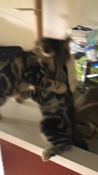 谷口久美子ブリーダーからお迎えしたアメリカンショートヘア：メグルくん