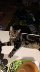 谷口久美子ブリーダーからお迎えしたアメリカンショートヘア：メグルくん