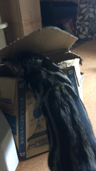 谷口久美子ブリーダーからお迎えしたアメリカンショートヘア：メグルくん