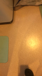 谷口久美子ブリーダーからお迎えしたアメリカンショートヘア：メグルくん