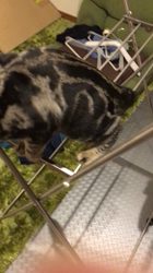 谷口久美子ブリーダーからお迎えしたアメリカンショートヘア：メグルくん