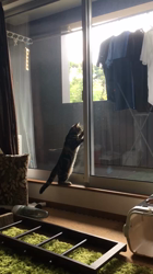 谷口久美子ブリーダーからお迎えしたアメリカンショートヘア：ナツくん