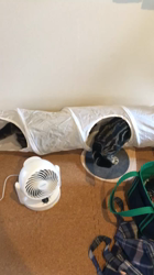 谷口久美子ブリーダーからお迎えしたアメリカンショートヘア：メグルくん