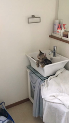 谷口久美子ブリーダーからお迎えしたアメリカンショートヘア：メグルくん