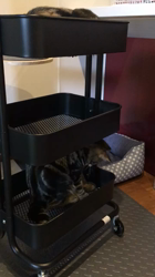 谷口久美子ブリーダーからお迎えしたアメリカンショートヘア：メグルくん