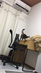 谷口久美子ブリーダーからお迎えしたアメリカンショートヘア：メグルくん