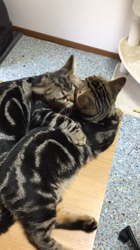 谷口久美子ブリーダーからお迎えしたアメリカンショートヘア：メグルくん