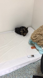 谷口久美子ブリーダーからお迎えしたアメリカンショートヘア：メグルくん