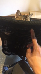 谷口久美子ブリーダーからお迎えしたアメリカンショートヘア：メグルくん