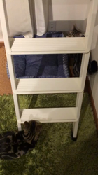 谷口久美子ブリーダーからお迎えしたアメリカンショートヘア：メグルくん