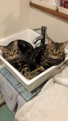 谷口久美子ブリーダーからお迎えしたアメリカンショートヘア：メグルくん