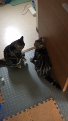 谷口久美子ブリーダーからお迎えしたアメリカンショートヘア：ナツくん