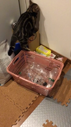 谷口久美子ブリーダーからお迎えしたアメリカンショートヘア：メグルくん