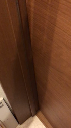 谷口久美子ブリーダーからお迎えしたアメリカンショートヘア：メグルくん