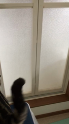 谷口久美子ブリーダーからお迎えしたアメリカンショートヘア：ナツくん