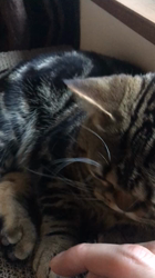 谷口久美子ブリーダーからお迎えしたアメリカンショートヘア：メグルくん