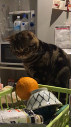 谷口久美子ブリーダーからお迎えしたアメリカンショートヘア：メグルくん