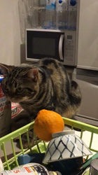 谷口久美子ブリーダーからお迎えしたアメリカンショートヘア：ナツくん