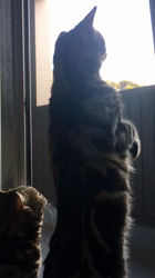 谷口久美子ブリーダーからお迎えしたアメリカンショートヘア：ナツくん