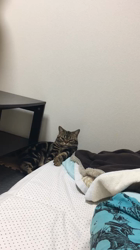 谷口久美子ブリーダーからお迎えしたアメリカンショートヘア：メグルくん