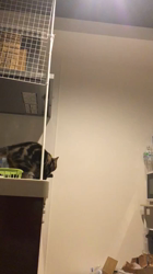 谷口久美子ブリーダーからお迎えしたアメリカンショートヘア：メグルくん