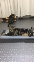 谷口久美子ブリーダーからお迎えしたアメリカンショートヘア：メグルくん