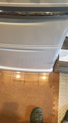 谷口久美子ブリーダーからお迎えしたアメリカンショートヘア：メグルくん