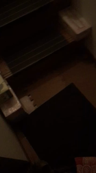 谷口久美子ブリーダーからお迎えしたアメリカンショートヘア：メグルくん