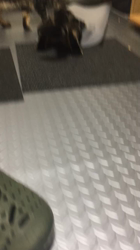 谷口久美子ブリーダーからお迎えしたアメリカンショートヘア：メグルくん