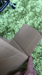 谷口久美子ブリーダーからお迎えしたアメリカンショートヘア：ナツくん