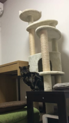 谷口久美子ブリーダーからお迎えしたアメリカンショートヘア：ナツくん