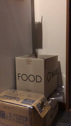 谷口久美子ブリーダーからお迎えしたアメリカンショートヘア：ナツくん