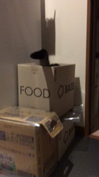 谷口久美子ブリーダーからお迎えしたアメリカンショートヘア：メグルくん