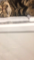 谷口久美子ブリーダーからお迎えしたアメリカンショートヘア：メグルくん