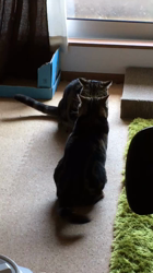 谷口久美子ブリーダーからお迎えしたアメリカンショートヘア：なつとめぐるくん