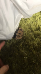 谷口久美子ブリーダーからお迎えしたアメリカンショートヘア：なつとめぐるくん