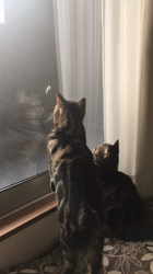 谷口久美子ブリーダーからお迎えしたアメリカンショートヘア：なつとめぐるくん