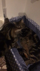 谷口久美子ブリーダーからお迎えしたアメリカンショートヘア：なつとめぐるくん