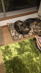 谷口久美子ブリーダーからお迎えしたアメリカンショートヘア：なつとめぐるくん