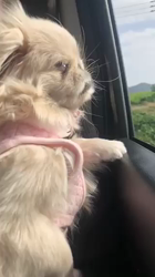 亀鶴佐知子ブリーダーからお迎えしたペキニーズ：モコちゃん