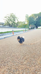 古谷毅ブリーダーからお迎えしたポメラニアン：くくるくん
