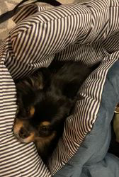 古谷毅ブリーダーからお迎えしたポメラニアン：くくるくん