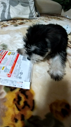 川俣幸子ブリーダーからお迎えしたミニチュアシュナウザー：ルイくん