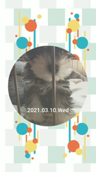 川俣幸子ブリーダーからお迎えしたミニチュアシュナウザー：ルイくん