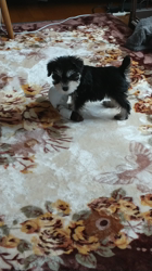 川俣幸子ブリーダーからお迎えしたミニチュアシュナウザー：ルイくん